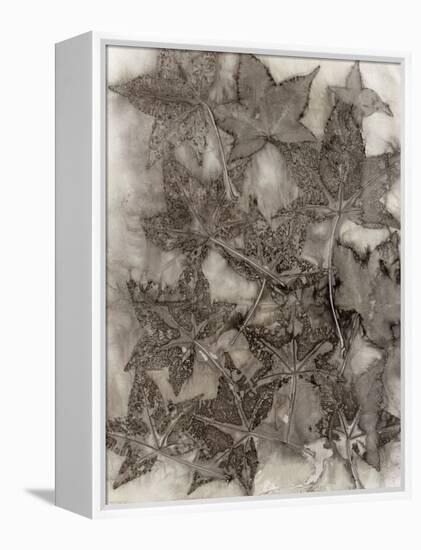 Sweet Gum Leaves-Kathryn Phillips-Framed Stretched Canvas