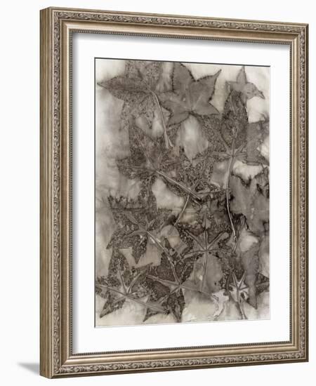 Sweet Gum Leaves-Kathryn Phillips-Framed Art Print