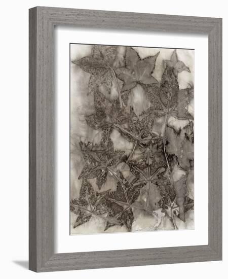 Sweet Gum Leaves-Kathryn Phillips-Framed Art Print