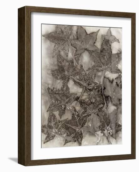 Sweet Gum Leaves-Kathryn Phillips-Framed Art Print