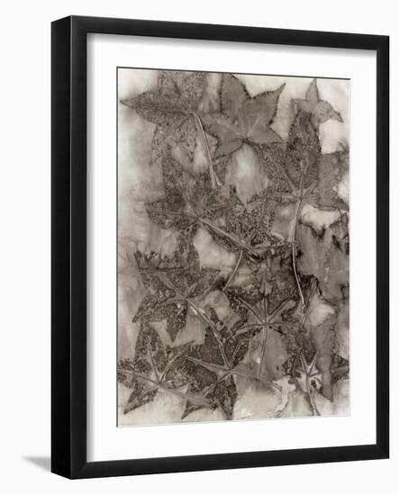 Sweet Gum Leaves-Kathryn Phillips-Framed Art Print