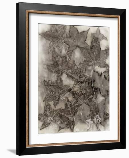 Sweet Gum Leaves-Kathryn Phillips-Framed Art Print