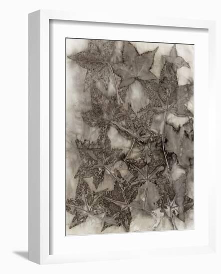 Sweet Gum Leaves-Kathryn Phillips-Framed Art Print