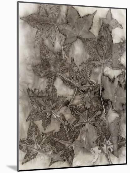 Sweet Gum Leaves-Kathryn Phillips-Mounted Art Print