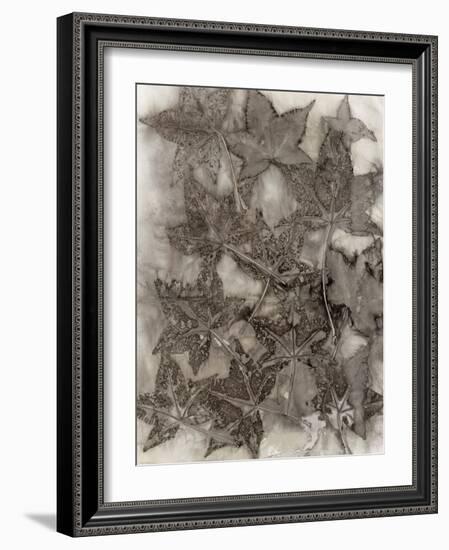 Sweet Gum Leaves-Kathryn Phillips-Framed Art Print