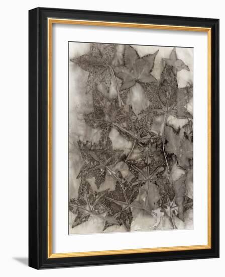 Sweet Gum Leaves-Kathryn Phillips-Framed Art Print