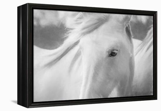 Sweet Horse-Marco Carmassi-Framed Premier Image Canvas