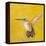 Sweet Hummingbird II-Mehmet Altug-Framed Stretched Canvas