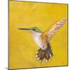 Sweet Hummingbird II-Mehmet Altug-Mounted Art Print