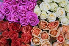 Pink Coloured Rose Blooms, Rose, Pink, Rosaceae-Sweet Ink-Framed Photographic Print