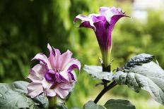 Narcissi, Daffodils, Grape Hyacinths-Sweet Ink-Framed Photographic Print