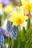 Narcissus, Daffodil, Grape Hyacinth-Sweet Ink-Framed Photographic Print