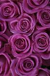 Pink Coloured Rose Blooms, Rose, Pink, Rosaceae-Sweet Ink-Framed Photographic Print