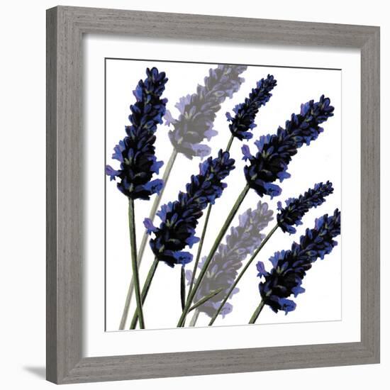 Sweet Lavender, 2004-Sarah Hough-Framed Giclee Print