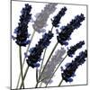 Sweet Lavender, 2004-Sarah Hough-Mounted Giclee Print