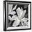 Sweet Magnolia-Farrell Douglass-Framed Giclee Print