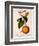 Sweet Orange: Citrus Sinensis Var. Bigaradia Violacea, 1836-Pancrace Bessa-Framed Giclee Print