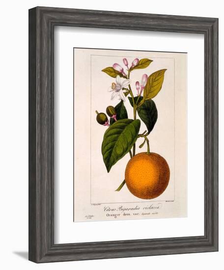 Sweet Orange: Citrus Sinensis Var. Bigaradia Violacea, 1836-Pancrace Bessa-Framed Giclee Print