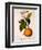 Sweet Orange: Citrus Sinensis Var. Bigaradia Violacea, 1836-Pancrace Bessa-Framed Giclee Print