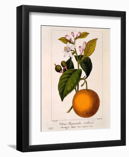 Sweet Orange: Citrus Sinensis Var. Bigaradia Violacea, 1836-Pancrace Bessa-Framed Giclee Print