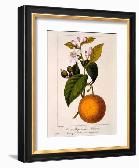 Sweet Orange: Citrus Sinensis Var. Bigaradia Violacea, 1836-Pancrace Bessa-Framed Giclee Print