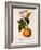 Sweet Orange: Citrus Sinensis Var. Bigaradia Violacea, 1836-Pancrace Bessa-Framed Giclee Print