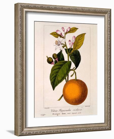 Sweet Orange: Citrus Sinensis Var. Bigaradia Violacea, 1836-Pancrace Bessa-Framed Giclee Print