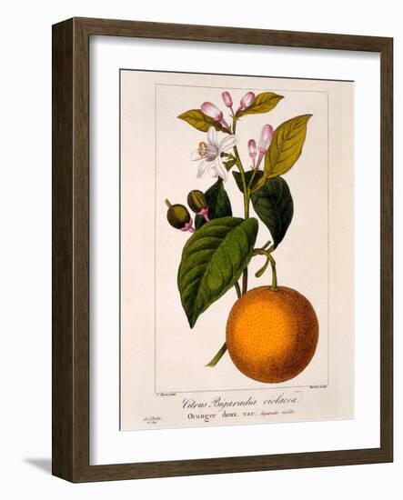 Sweet Orange: Citrus Sinensis Var. Bigaradia Violacea, 1836-Pancrace Bessa-Framed Giclee Print