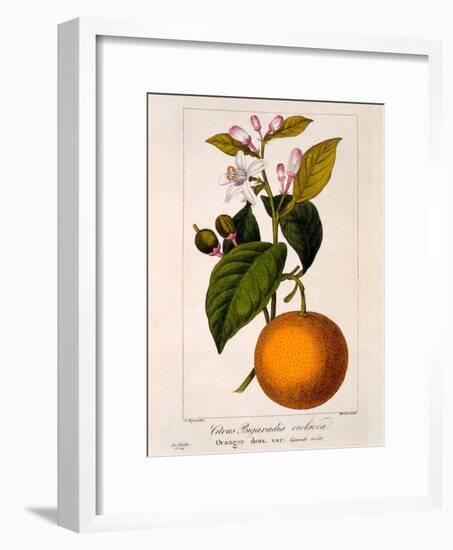 Sweet Orange: Citrus Sinensis Var. Bigaradia Violacea, 1836-Pancrace Bessa-Framed Giclee Print