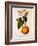 Sweet Orange: Citrus Sinensis Var. Bigaradia Violacea, 1836-Pancrace Bessa-Framed Giclee Print