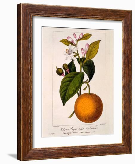 Sweet Orange: Citrus Sinensis Var. Bigaradia Violacea, 1836-Pancrace Bessa-Framed Giclee Print