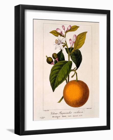 Sweet Orange: Citrus Sinensis Var. Bigaradia Violacea, 1836-Pancrace Bessa-Framed Giclee Print