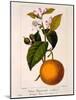 Sweet Orange: Citrus Sinensis Var. Bigaradia Violacea, 1836-Pancrace Bessa-Mounted Giclee Print