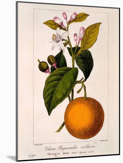 Sweet Orange: Citrus Sinensis Var. Bigaradia Violacea, 1836-Pancrace Bessa-Mounted Giclee Print