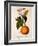 Sweet Orange: Citrus Sinensis Var. Bigaradia Violacea, 1836-Pancrace Bessa-Framed Giclee Print