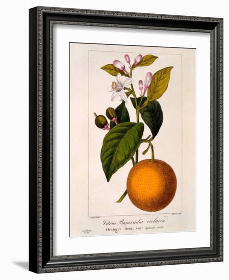 Sweet Orange: Citrus Sinensis Var. Bigaradia Violacea, 1836-Pancrace Bessa-Framed Giclee Print