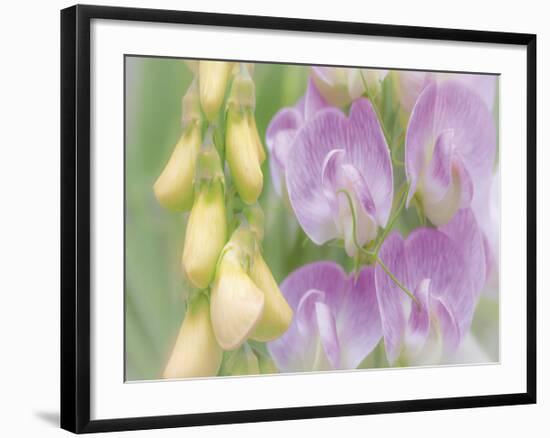 Sweet Pea Blossoms-Don Paulson-Framed Giclee Print