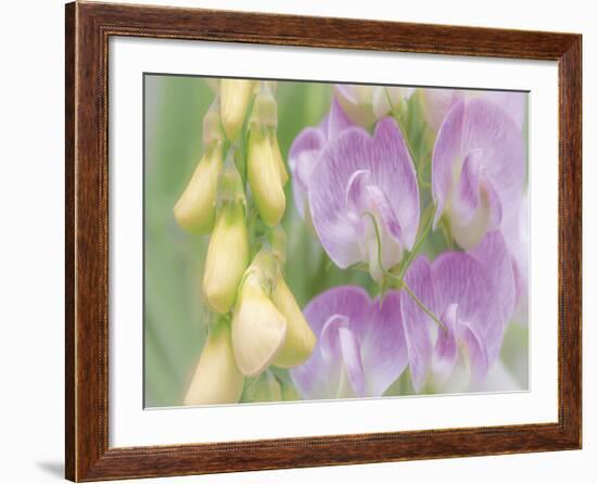 Sweet Pea Blossoms-Don Paulson-Framed Giclee Print