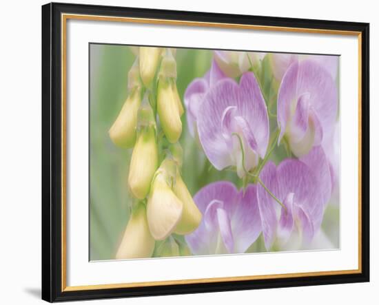 Sweet Pea Blossoms-Don Paulson-Framed Giclee Print