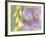 Sweet Pea Blossoms-Don Paulson-Framed Giclee Print