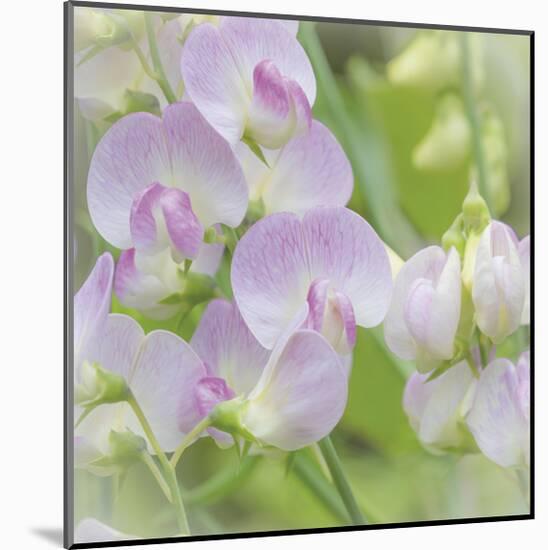Sweet Pea Blossoms-Don Paulson-Mounted Giclee Print