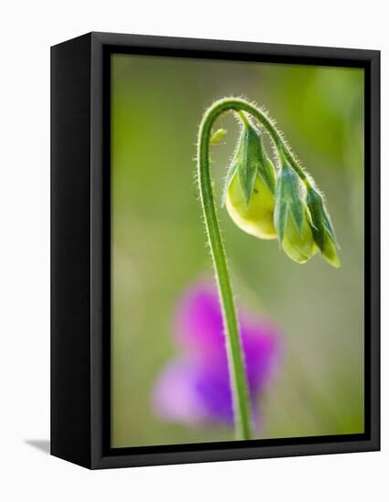 Sweet pea-Clive Nichols-Framed Premier Image Canvas