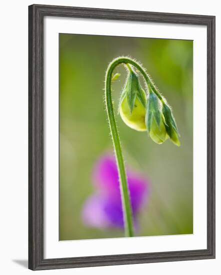 Sweet pea-Clive Nichols-Framed Photographic Print