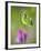 Sweet pea-Clive Nichols-Framed Photographic Print