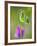 Sweet pea-Clive Nichols-Framed Photographic Print