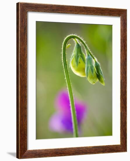 Sweet pea-Clive Nichols-Framed Photographic Print