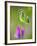 Sweet pea-Clive Nichols-Framed Photographic Print