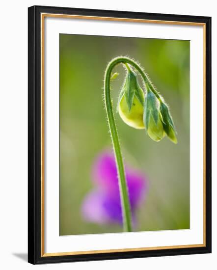 Sweet pea-Clive Nichols-Framed Photographic Print