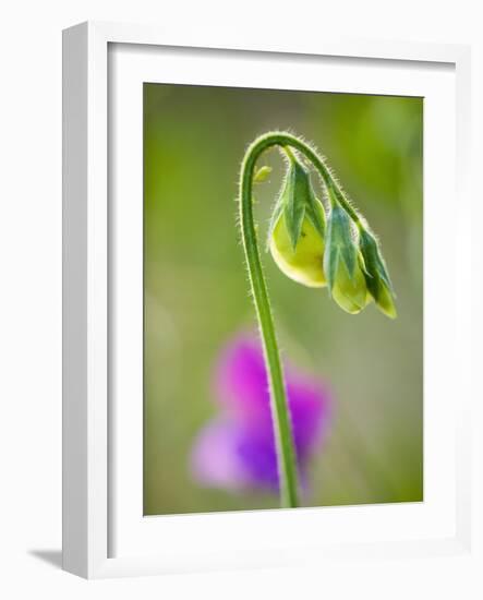 Sweet pea-Clive Nichols-Framed Photographic Print