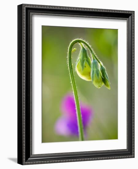 Sweet pea-Clive Nichols-Framed Photographic Print